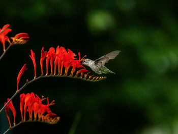 Close-up of hummingbird on red flowers