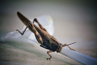 Close-up of insect