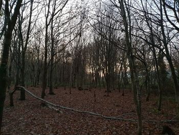 Bare trees on field in forest