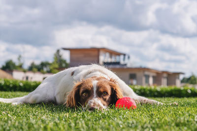 Dog relaxing in field