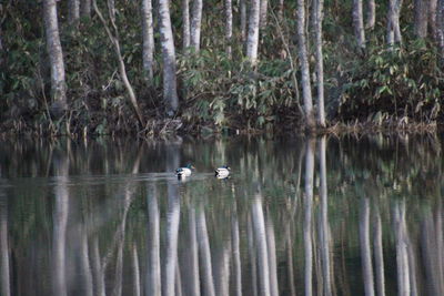 Ducks in a lake