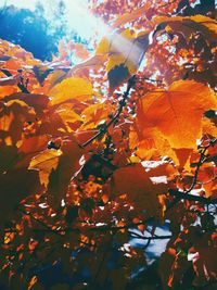 Autumn leaves on tree trunk