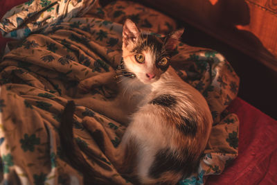 Portrait of cat relaxing on bed at home