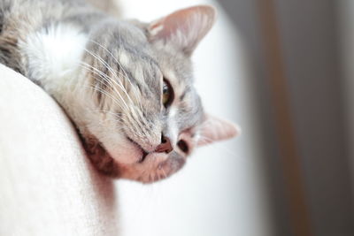 Close-up of cat leaning on sofa at home