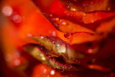 Close-up of wet red flower