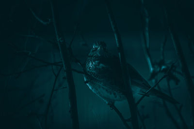 View of bird perching on branch