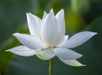 Close-up of white flower