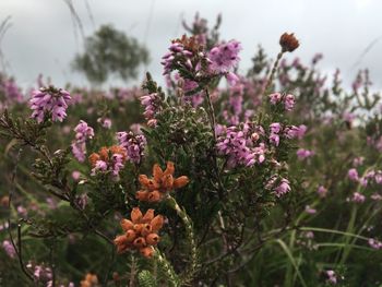 Close-up of pink flowering plants on field