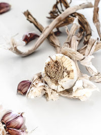 Close-up of dried plant on table