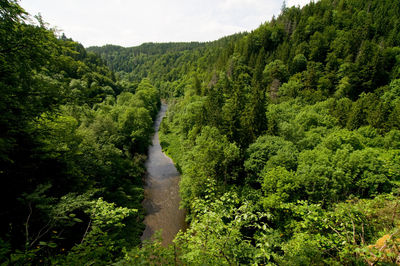 Calm river between trees in the black forest