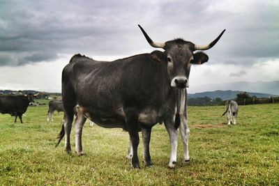 Cows grazing on field against sky