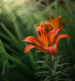 Close-up of orange flower