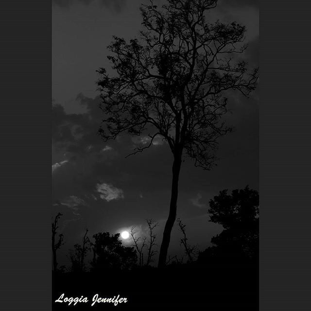 tree, silhouette, sky, bare tree, tranquility, sunset, branch, nature, tree trunk, cloud - sky, tranquil scene, dusk, growth, low angle view, beauty in nature, scenics, no people, outdoors, dark, cloudy