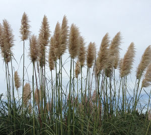 Scenic view of field against cloudy sky