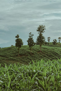 Scenic view of agricultural field against sky