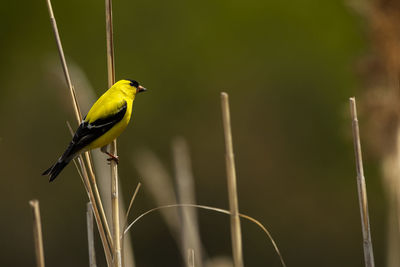 A male american goldfinch perches on a reed. spinus tristis