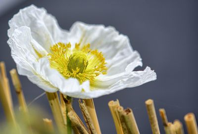 Close-up of yellow flower