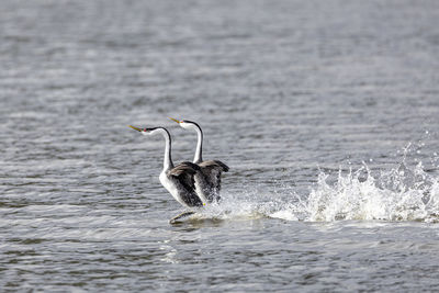 Bird flying over sea