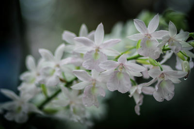 Close-up of white flowering plant