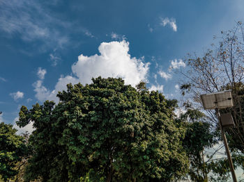 Low angle view of trees and plants against sky