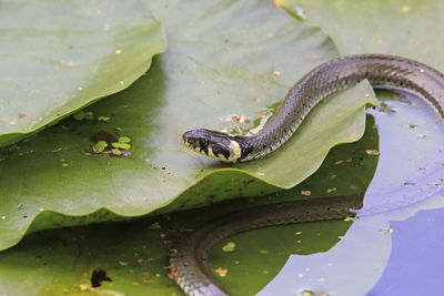 Grass snake on lily pad in lake 