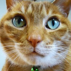 Close-up portrait of cat