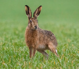 Brown hare on a field