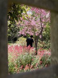 Rear view of pink flowering plants