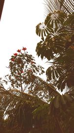 Low angle view of trees