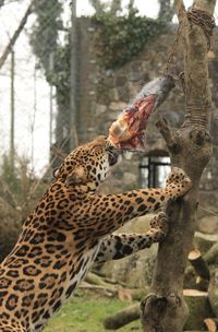 Jaguar eating prey from tree trunk