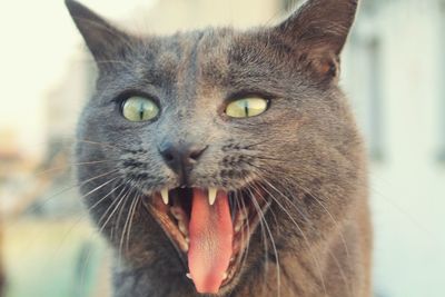 Close-up portrait of cat