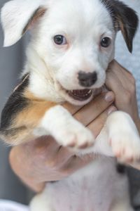 Close-up of hand holding puppy