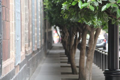 Footpath amidst buildings in city