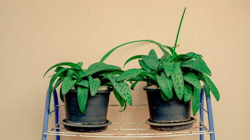 Close-up of potted plant against wall