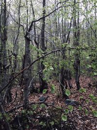 Trees growing in forest