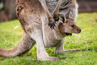 Female western grey kangaroo with joey in her pouch macropus fuliginosus melanops