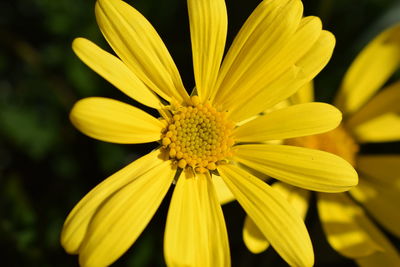 Close-up of yellow flower blooming outdoors