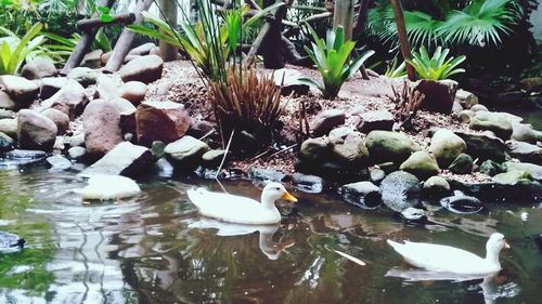 Close-up of ducks swimming in water