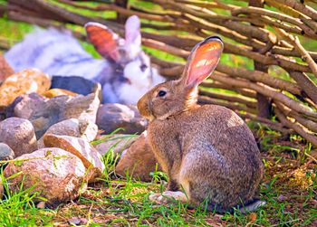 Sunny rabbits on green grass in farm