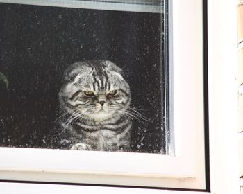 Portrait of cat seen through window