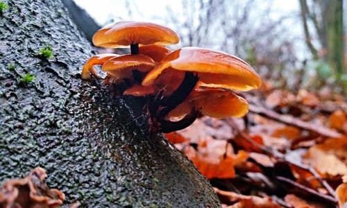 Close-up of autumnal leaves