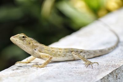 Close-up of lizard on rock
