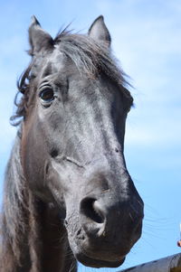 Close-up portrait of horse against sky