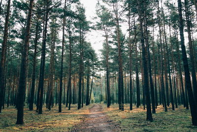 Dirt road amidst birch trees on field at forest