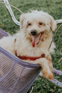 Portrait of white dog