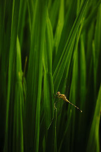 Close-up of insect on grass