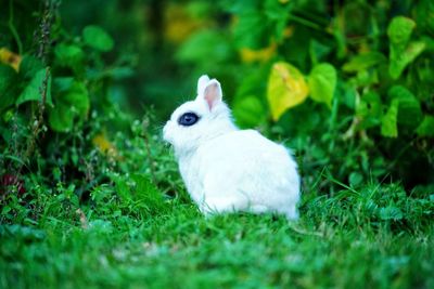 White rabbit in a field