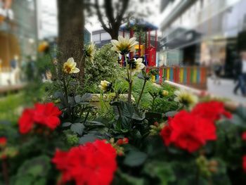 Close-up of red flowers