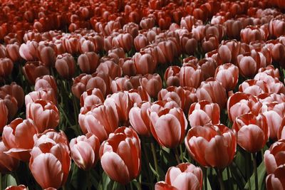 High angle view of red tulips growing on field