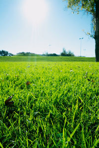 Scenic view of grassy field against bright sky